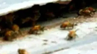 Bee Hive