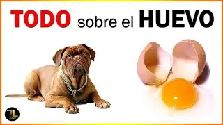 🍳 Mi PERRO puede comer HUEVO 🥚 Crudo o cocido?