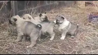 ПОТОМСТВО - ЧИНЫ - НАШИ ПОТОМКИ!!!