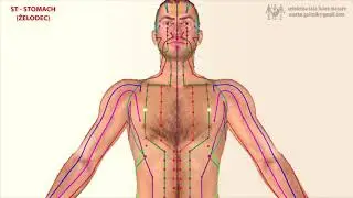 Меридиан на стомаха - КИТАЙСКАТА ТРАДИЦИОННА МЕДИЦИНА
