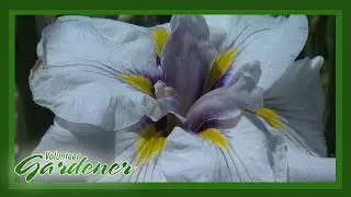 Changes to the Plant Palette | Volunteer Gardener