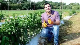 The 90 and 120-day rules regarding the use of manure in a vegetable garden