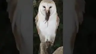 Сова это как электромобиль 