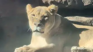 Lioness observing her kingdom