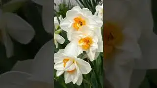 майское настроение в моем саду 2021