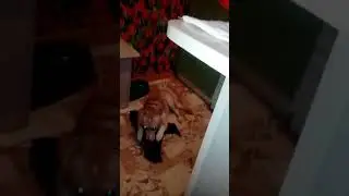 Собака сосака)))