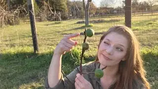 Never Buy Another Fig Tree: Simple Propagation to Multiply Your Figs!