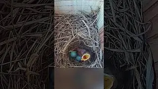 Somebody feed me already!!! 🤤🪱 #bluebirds #birds #nestbox #birdslover #nature #nest #floridabirds