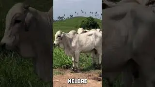 Toros Brahman gris puros 🐮