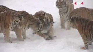 Она тебя сожрёт