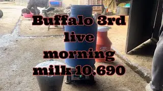 Buffalo 3rd live morning milk 10.690
