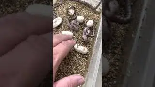 ¡Ataque de las serpientes bebé!