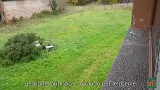 Gestione faunistica e Caccia - compilation girando in riserva