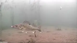 ЗРЕЛИЩНАЯ ЗИМНЯЯ Рыбалка🎣 ЛОВЛЯ СУДАКА Днём и Ночью  Поклевки крупным планом  Подводная съемка
