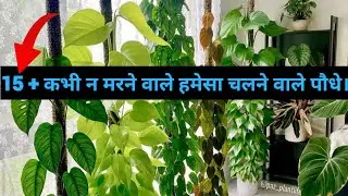 सालो साल चलाने वाले पौधे | Low maintenance plant | indoor plants |  Easy indoor plants for beginners