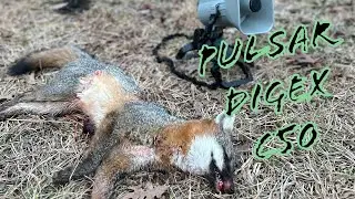 Daytime Fox Hunt with the 300 Blackout