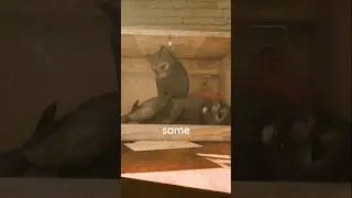 The Schrödinger's Cat  🤯        