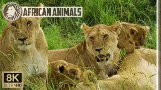 🐅 Lion pride in Masai Mara National Reserve | 8K African Wildlife
