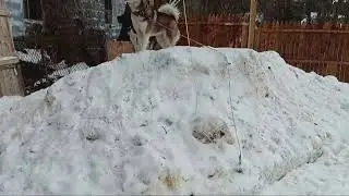 Snow fun