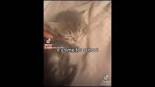 cute pets wake up time for school