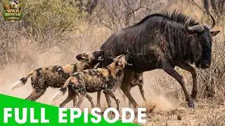African Wild Dogs – The Art of Pack Hunting in the Wild | FULL EPISODE | Wildlife Documentary