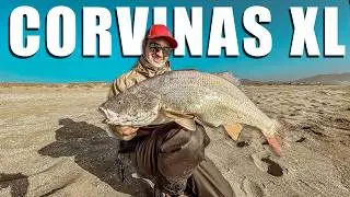 The Technique That Gave Me 3 XL GIANT CORVINAS With Just 1 Lure