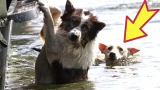 During the flood, the owners abandoned the dog and left. It's impossible to look at it.