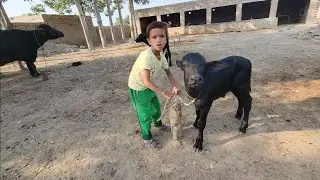 Buffalo feeding | Buffalo calf care | Chacha the