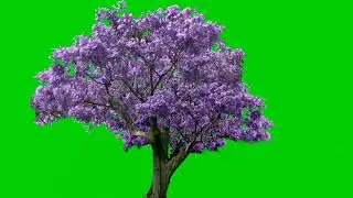 4K Tree Purple leaf | Green Screen | | Green Screen Animation |
