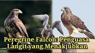 Menggali Fakta Unik Pelegrina Falcon: Predator tercepat diudara.