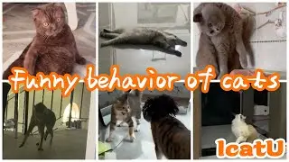 The Best Cat Videos Of 2022 || Funny behavior of cats
