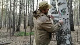Быстрый  сбор берёзового сока 2-3 литра.