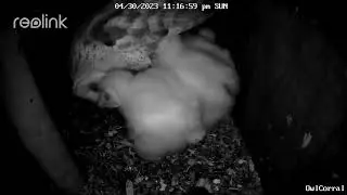 #LucyTheBarnOwl