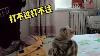 Little cats also have people they are afraid of, so grandma can cure them。小猫咪也有还怕的人呀，奶奶才能治服它啊