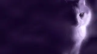 Los Pedidos