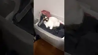 Callie laying on the clean laundry #shorts
