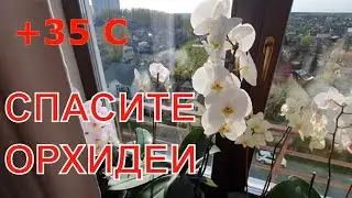 Сделай это с орхидеями  в МАЕ, чтобы спасти их. Очень опасный месяц май для орхидей.