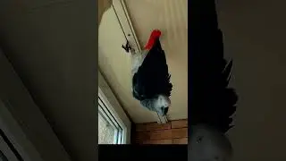 ✔️Алло! Прокуракура! 🦜 Жако Петруня 