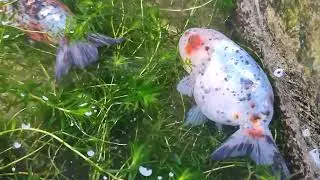 NATURAL WAYS OF BREEDING GOLDFISH
