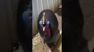 Partie 3 : Voici 3 Cris d'Oiseaux qui Vont Vous TERRORISER ! 😱