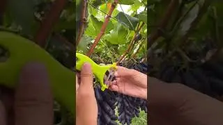 delicious grapes 