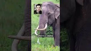 Can We Recreate Dinosaurs? 