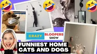 Funniest Home Cats and Dogs  | CRAZY BLOOPERS | Funny Animal Video