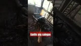 Ganito ang saingan