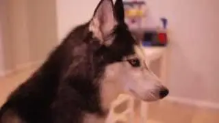 Волк подпевает под песню,круто./ Wolf sings along to the song, cool.