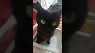 Где лучше чёрной кошке?