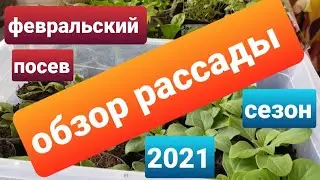 Обзор рассады цветов/Февральские посевы /Рассада 2021