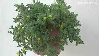 Delosperma Echinatum Süper bir sukulent kanaatkar bir çiçek (Turşu Çiçeği)