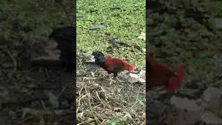 The Cock Is Eating Cockshit 🙀🙀