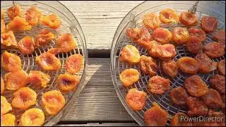 Жара/выживаем/огурцы/сушим абрикосы/курага из абрикос/реально?